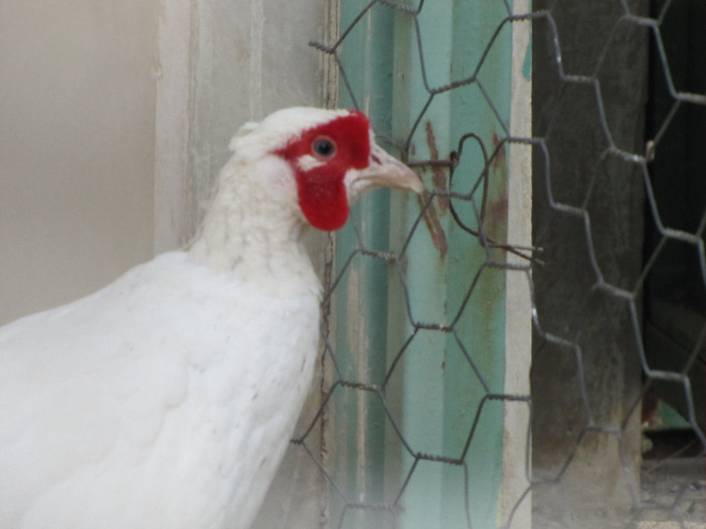 Pheasant male(tehran zoo)
