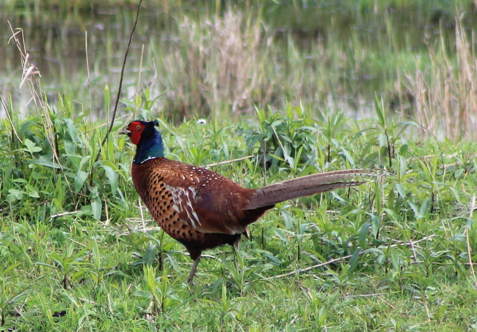 Pheasant male