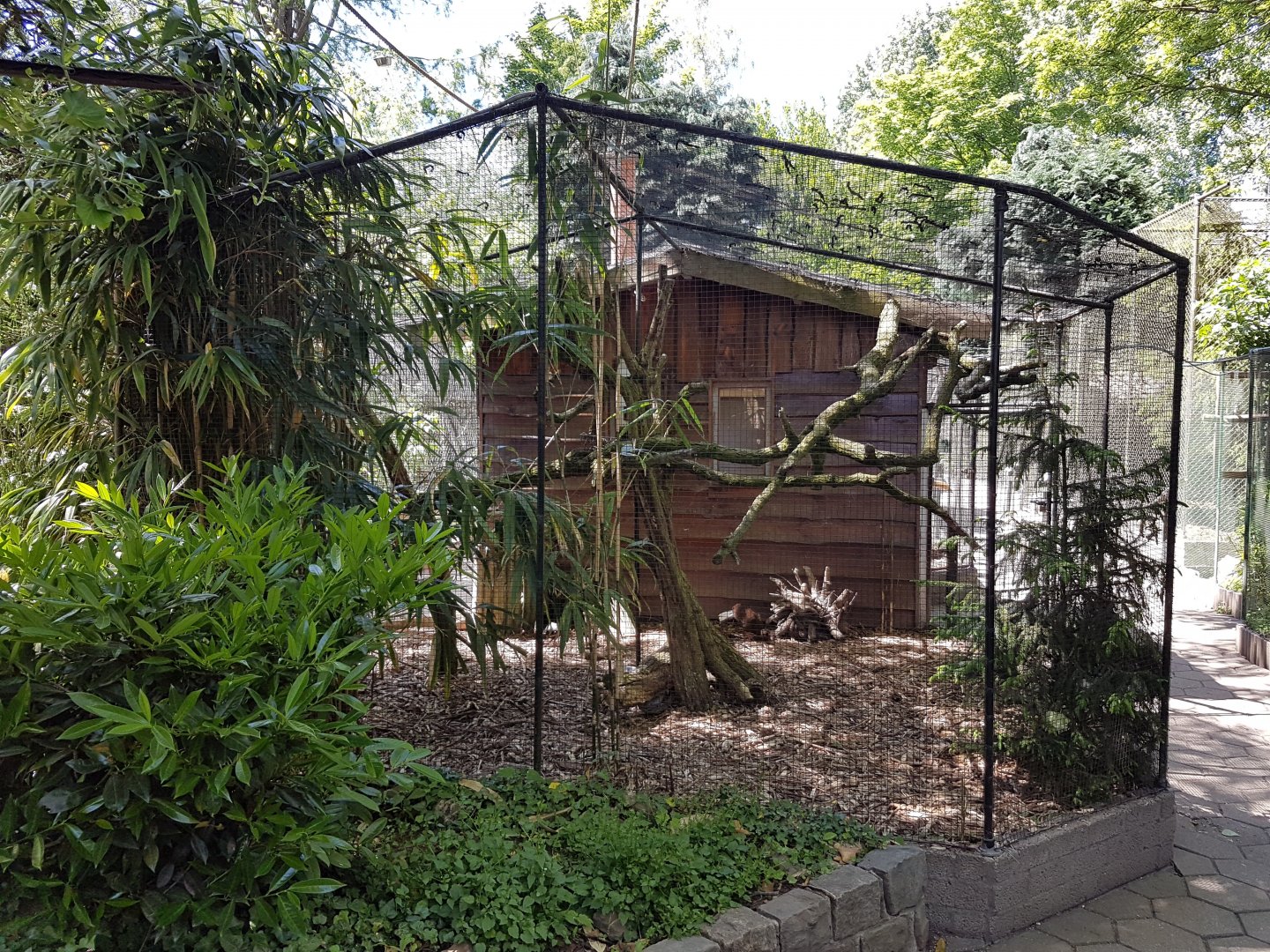 Pheasant - Marmoset enclosure