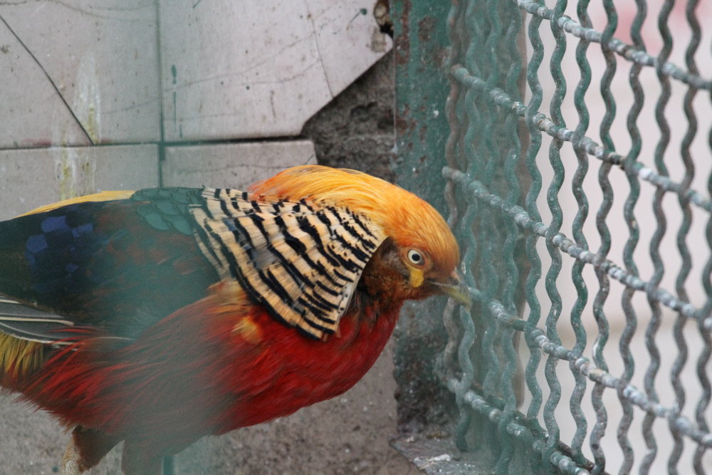 Pheasant (mashhad zoo)