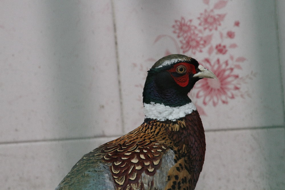 Pheasant(mashhad zoo)