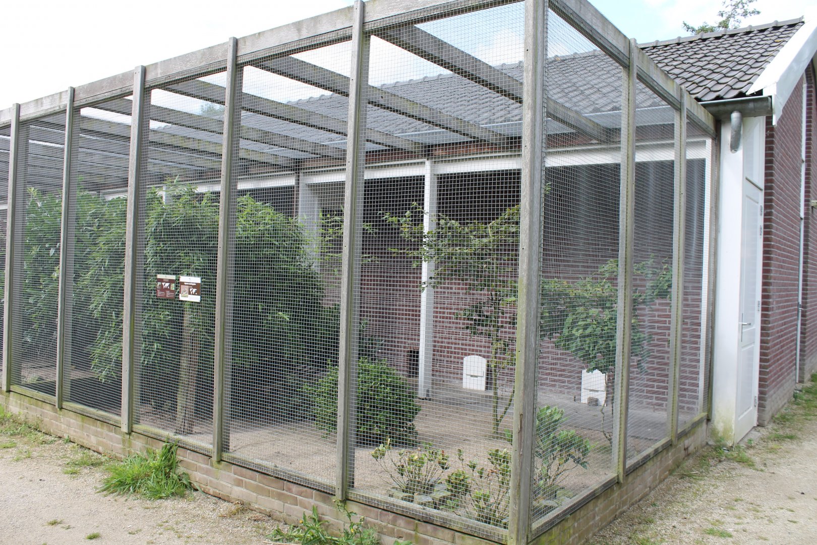 Pheasant - Peking robin aviary