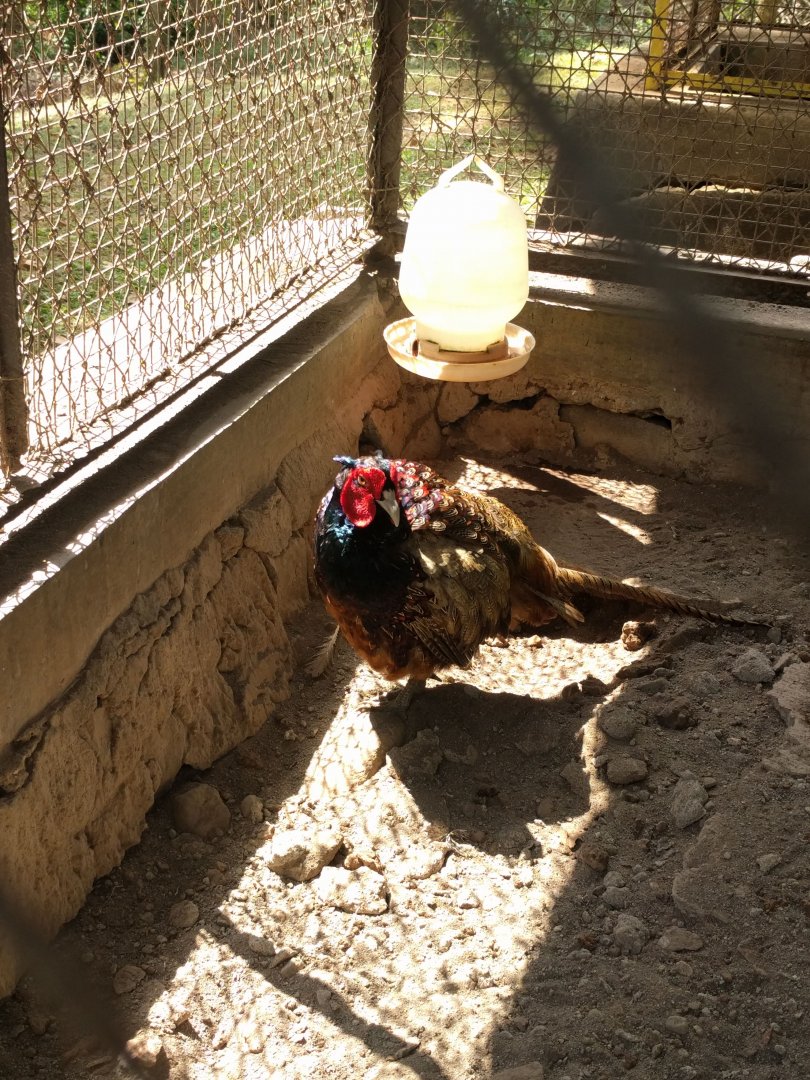 Pheasant (Phalsianus colchicus) - Taru Jurug Zoo