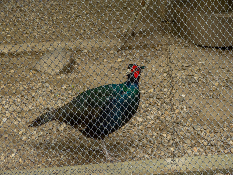 Pheasant (Phasianus colchicus tenebrosus)