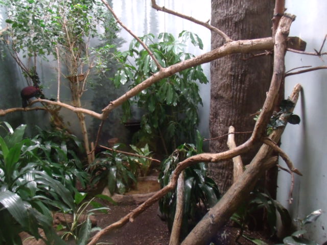 Pheasant Pigeon Enclosure