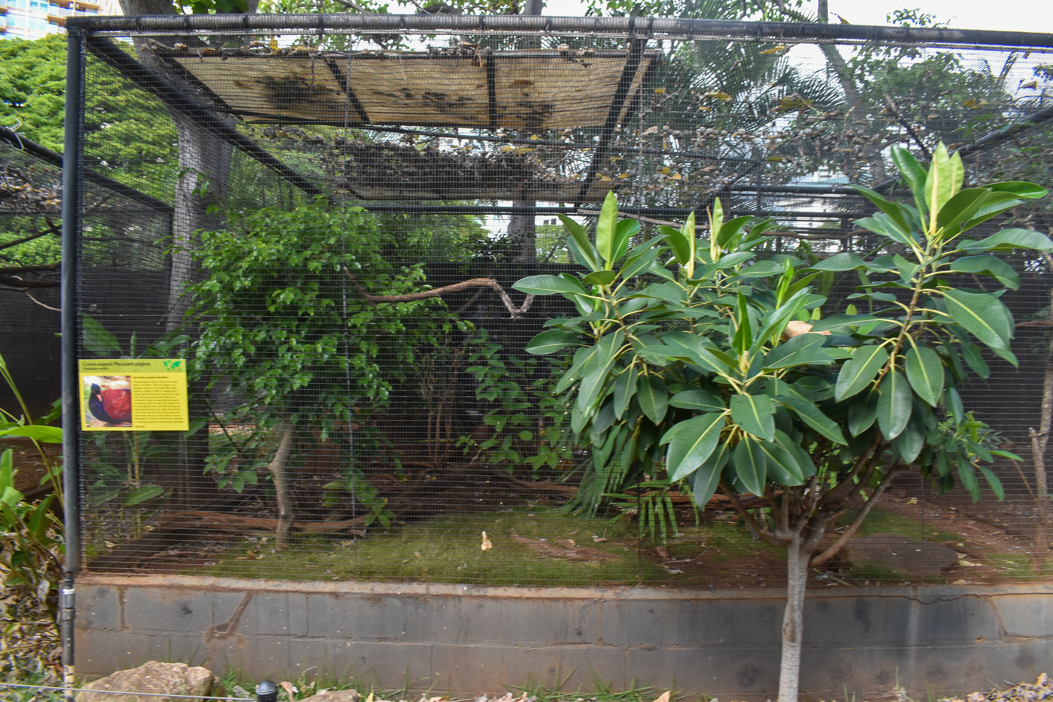 Pheasant-pigeon enclosure