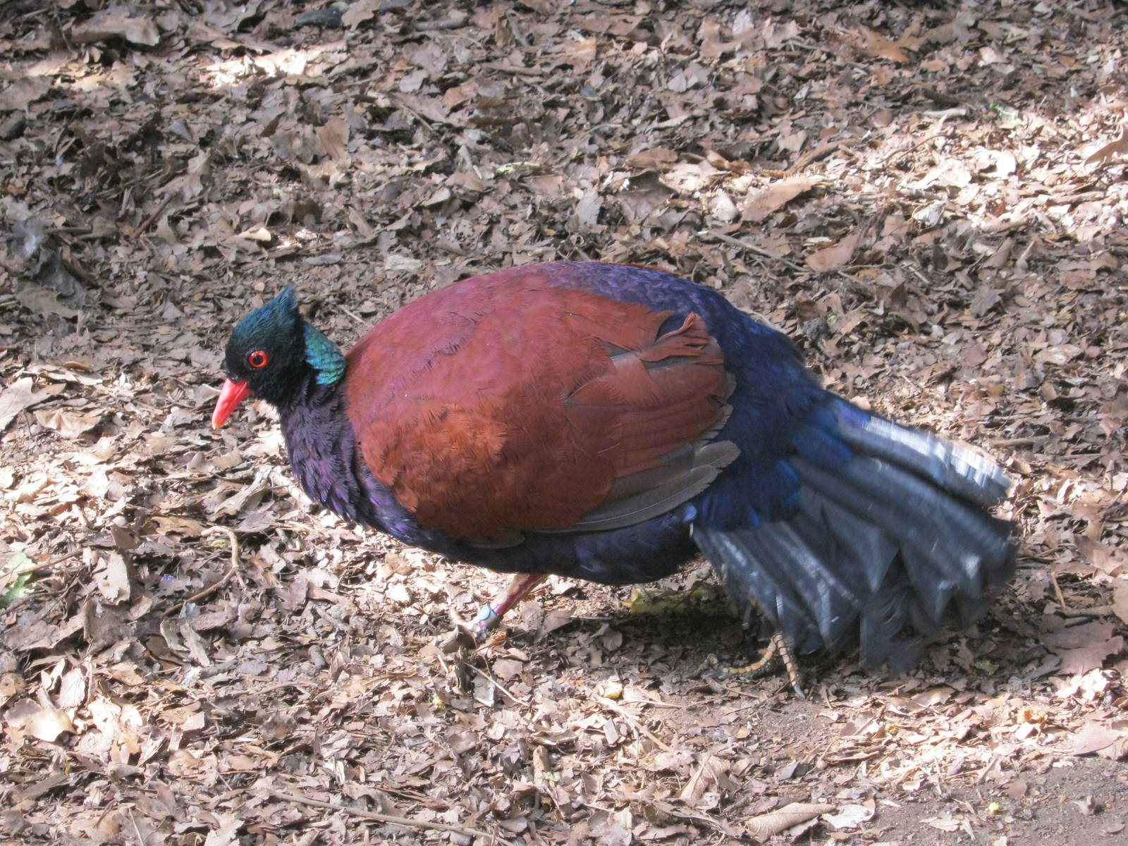 Pheasant Pigeon in Tropical House