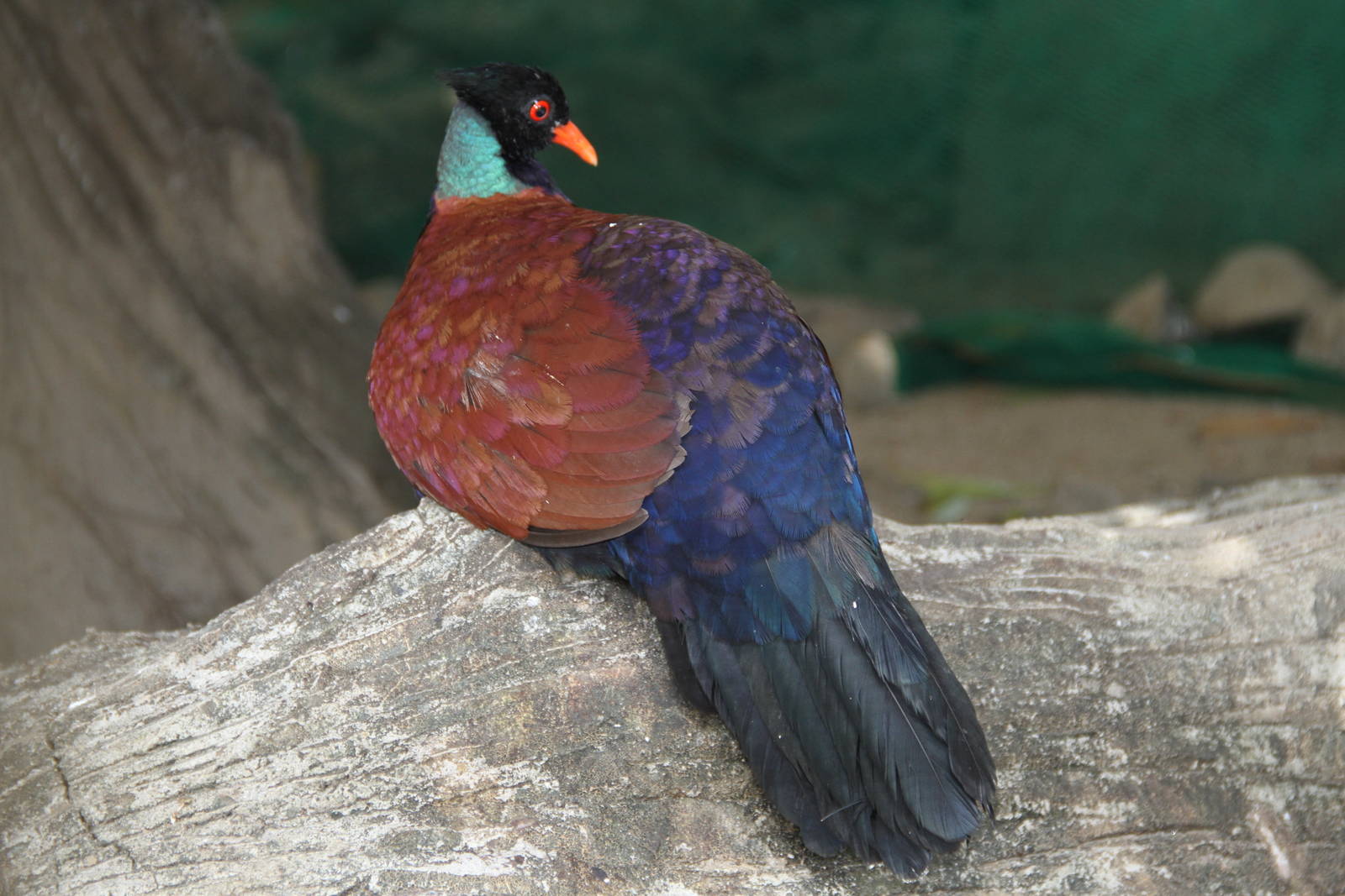 Pheasant Pigeon (Otidiphaps nobilis nobilis)