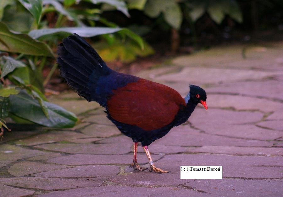 Pheasant Pigeon ( Otidiphaps nobilis nobilis )