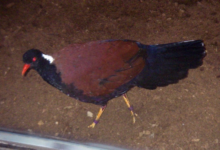 Pheasant Pigeon (Otidiphaps nobilis ssp. aruensis)