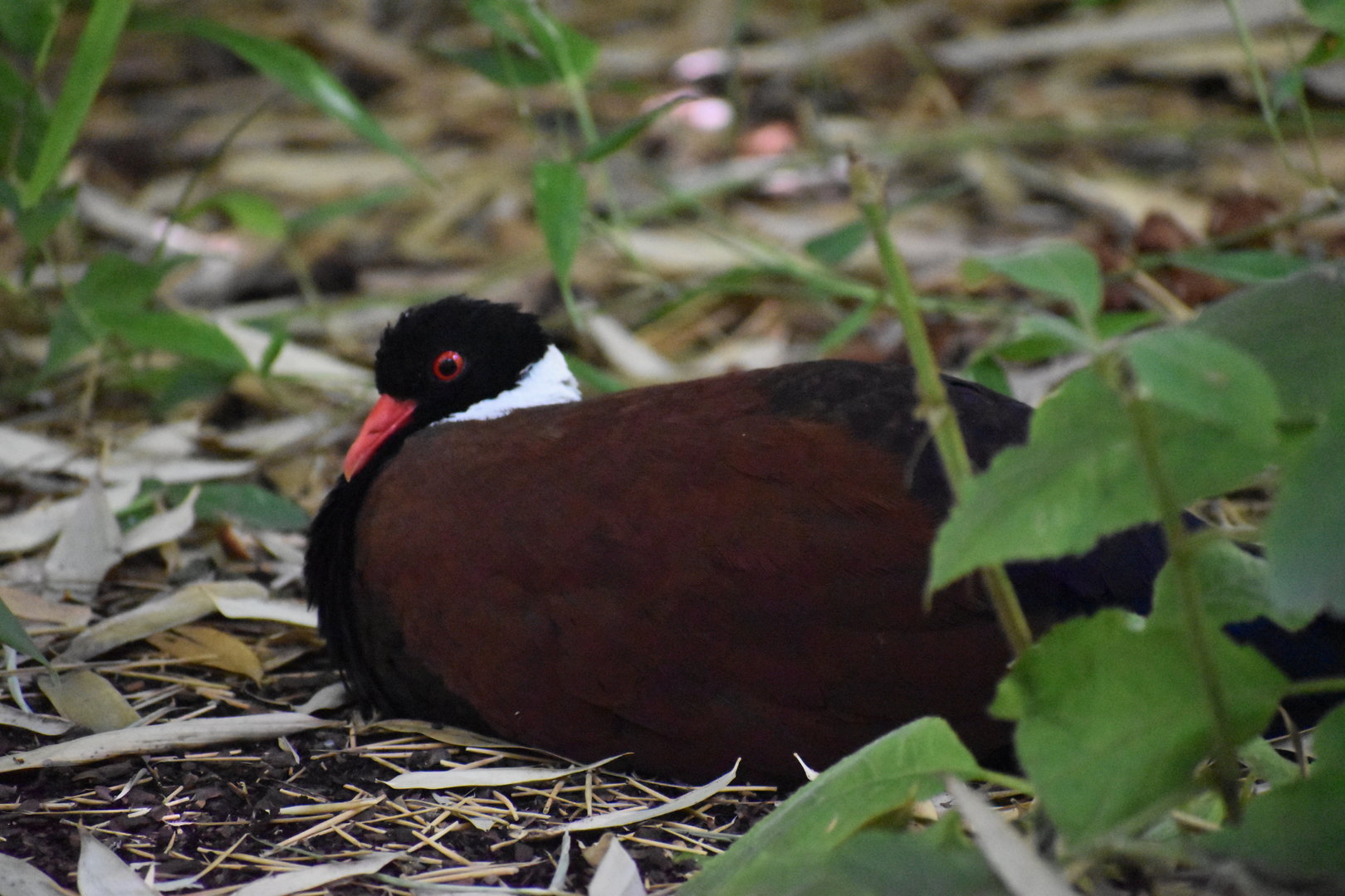Pheasant Pigeon - Otidiphaps nobilis