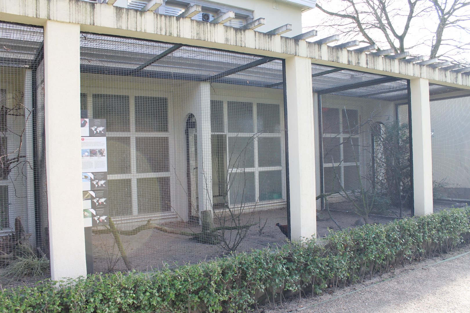 Pheasant-pigeon - Passerine aviary