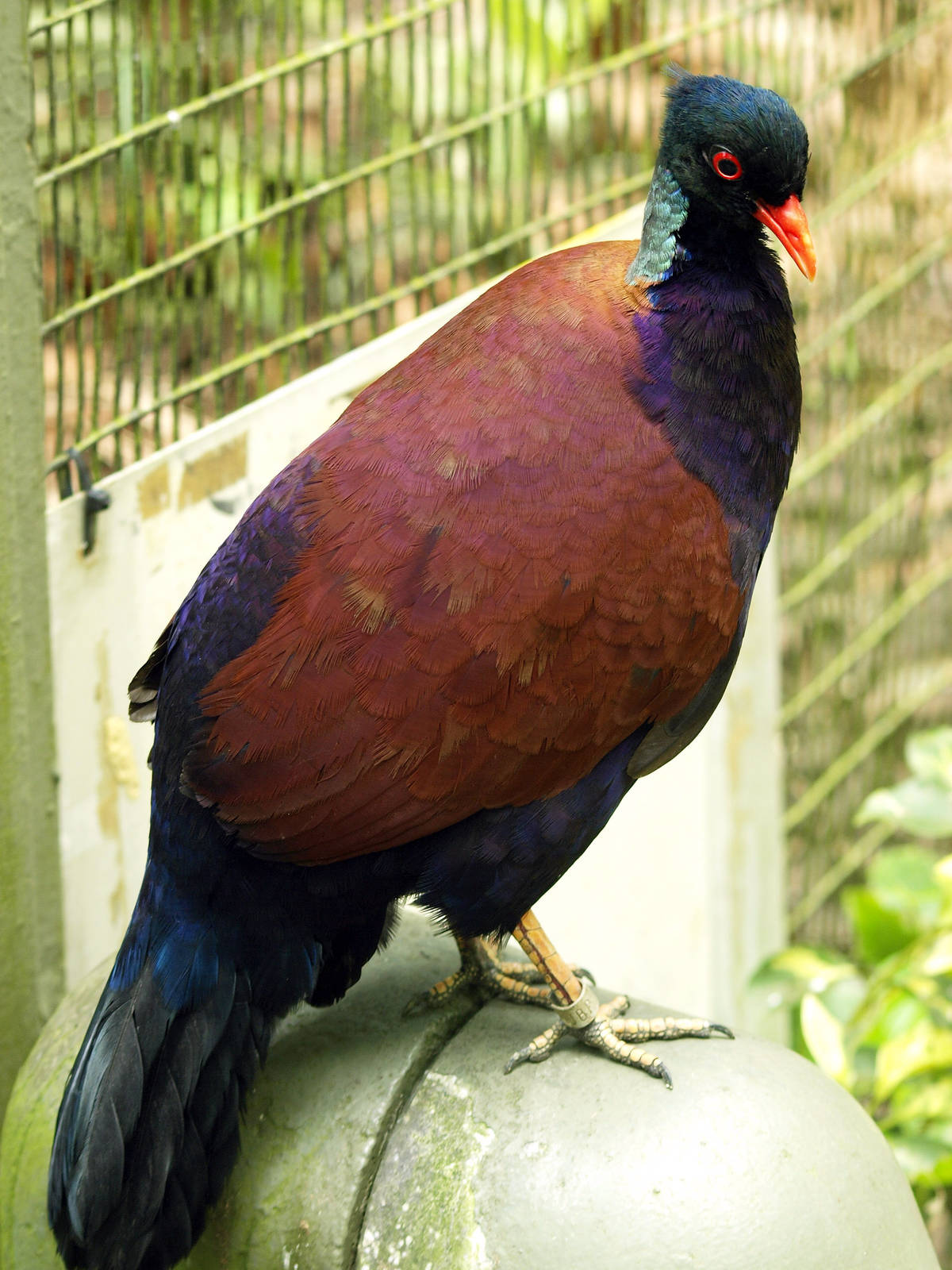 Pheasant pigeon