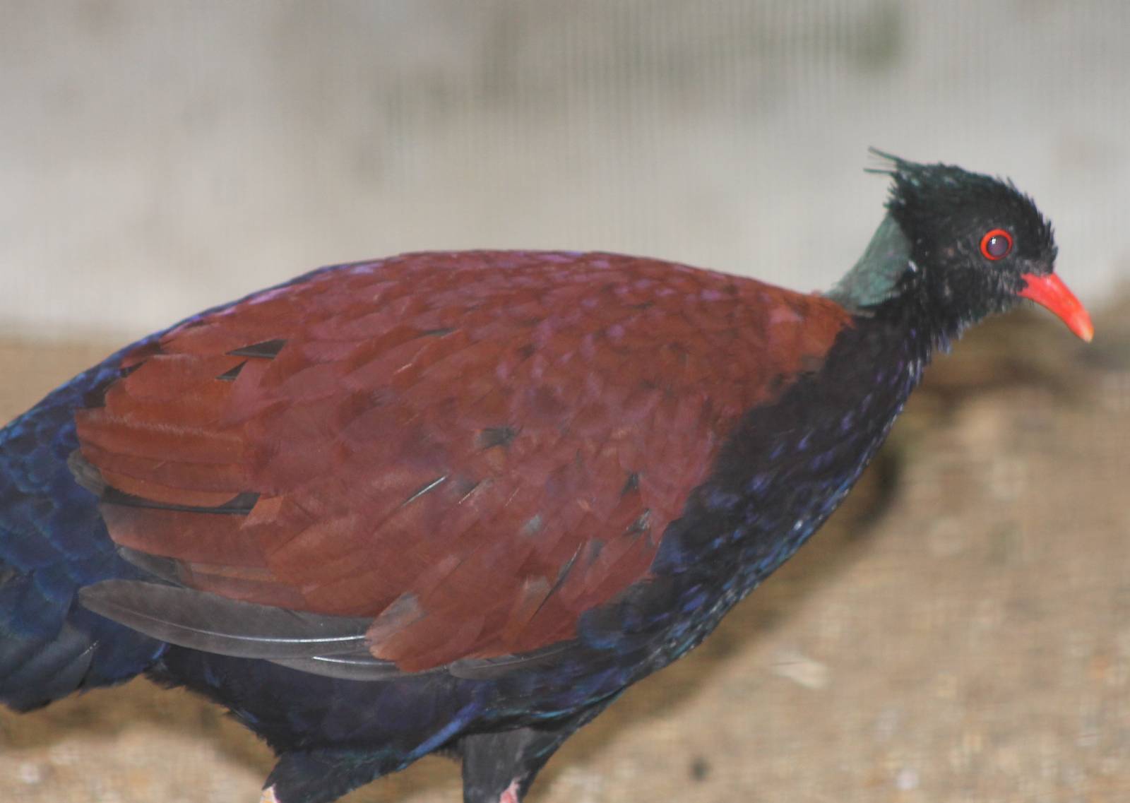 pheasant pigeon