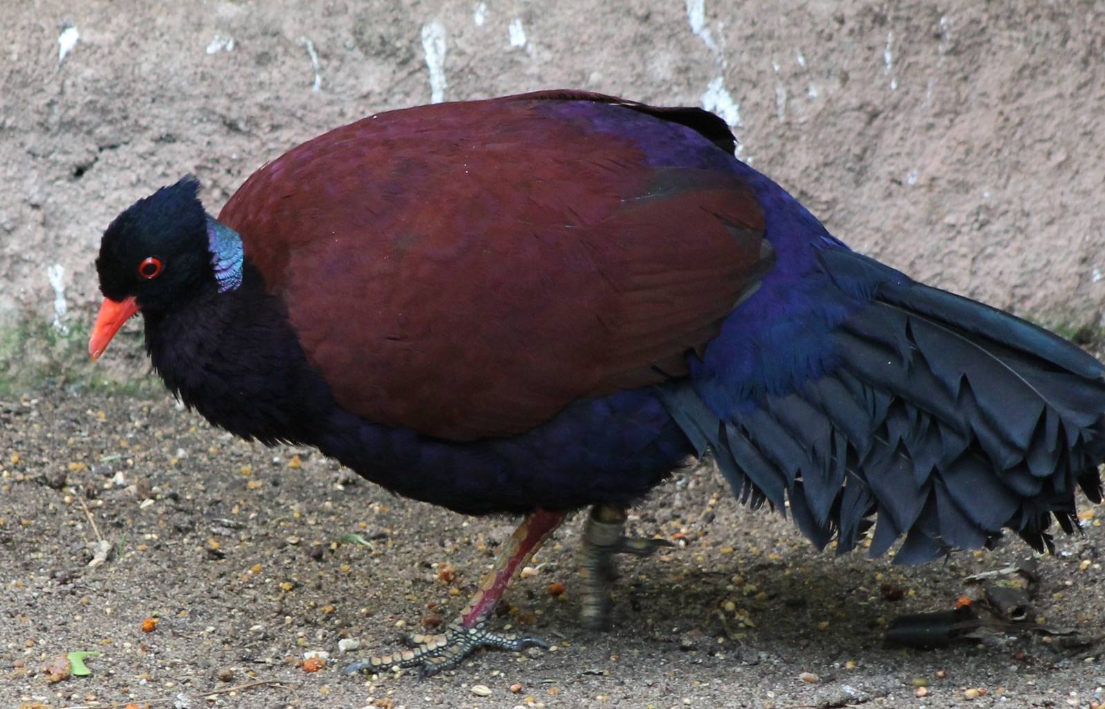 Pheasant pigeon