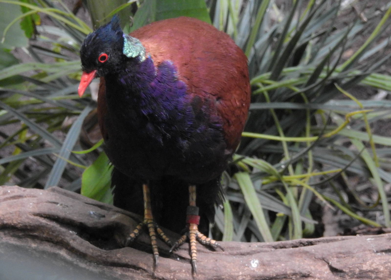 Pheasant Pigeon