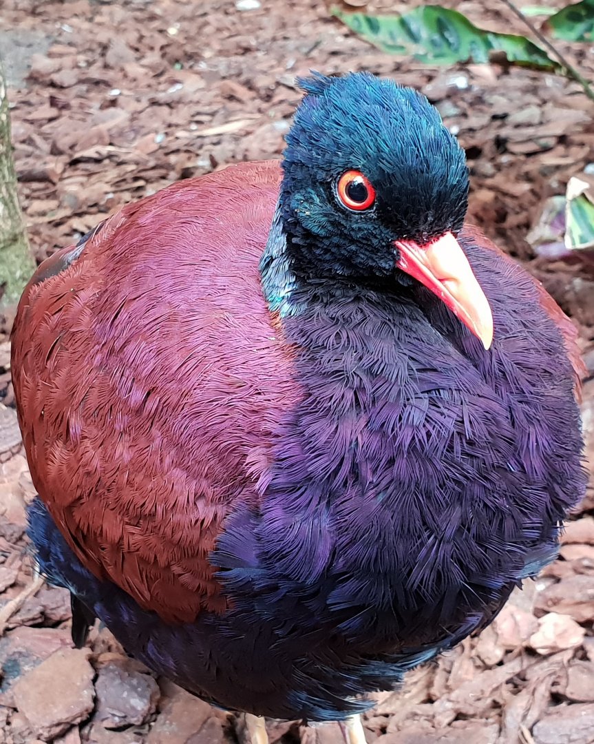Pheasant pigeon