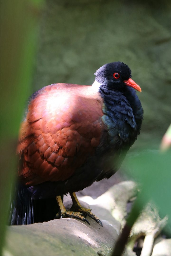 Pheasant Pigeon