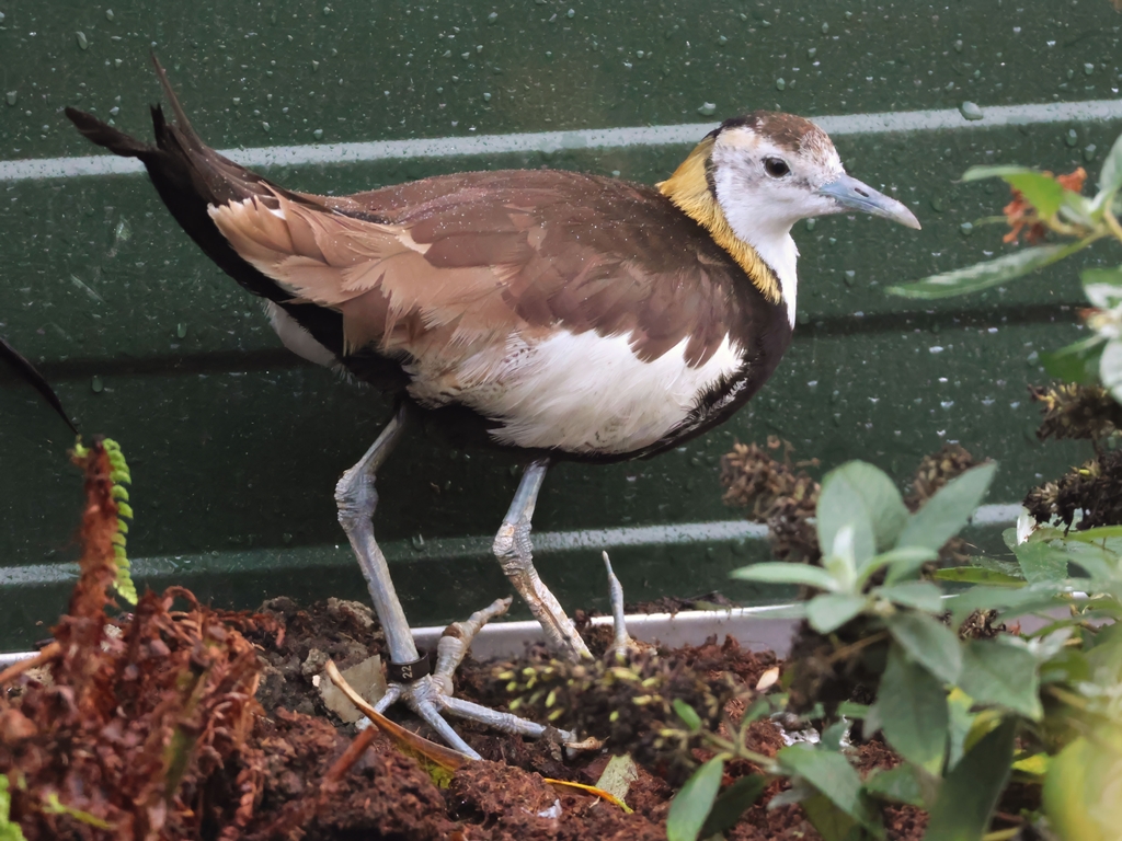Pheasant-tailed jacana (Hydrophasianus chirurgus) - Brook Valley Zoo