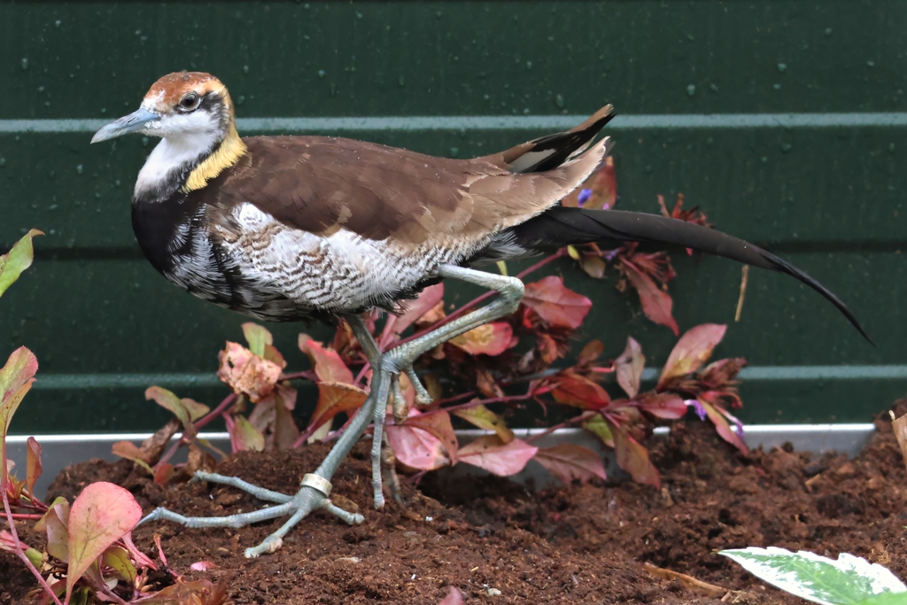 Pheasant-tailed jacana (Hydrophasianus chirurgus) - Brook Valley Zoo