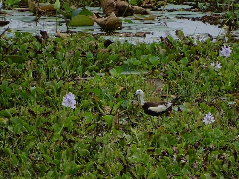 Pheasant-tailed jacana