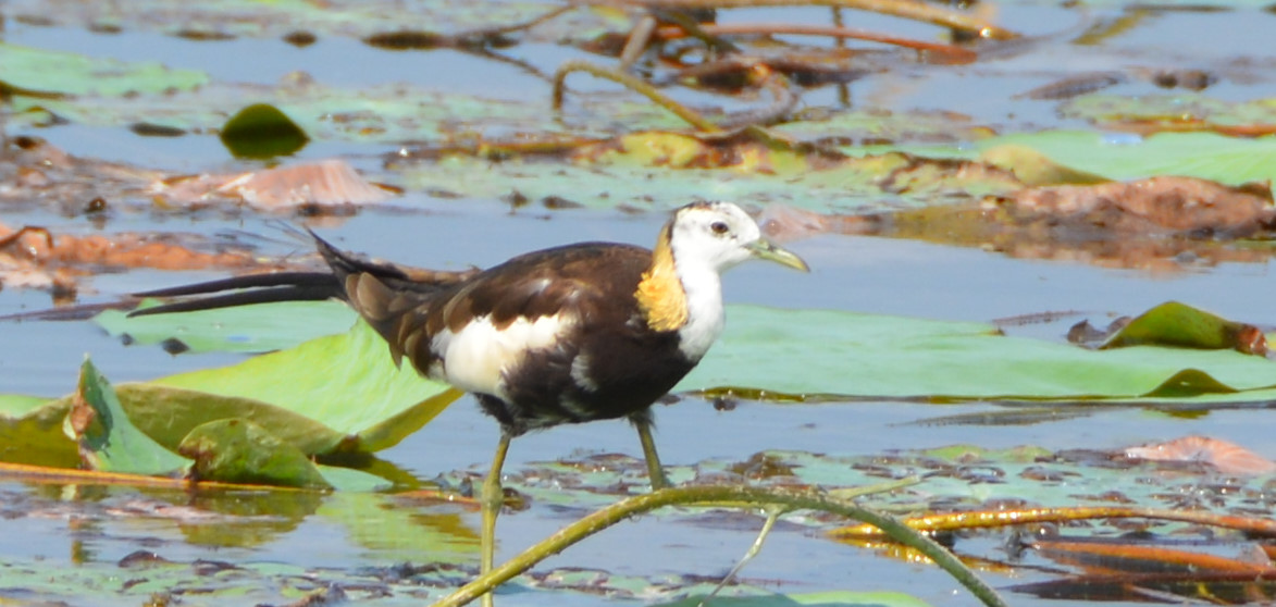 Pheasant-tailed jacana