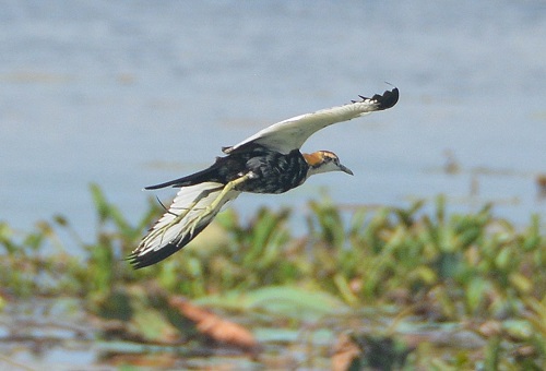 Pheasant-tailed jacana