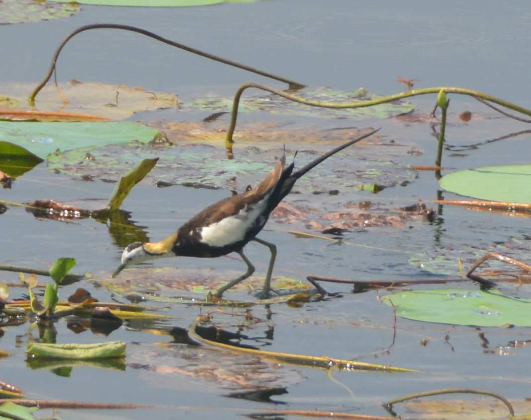Pheasant-tailed jacana