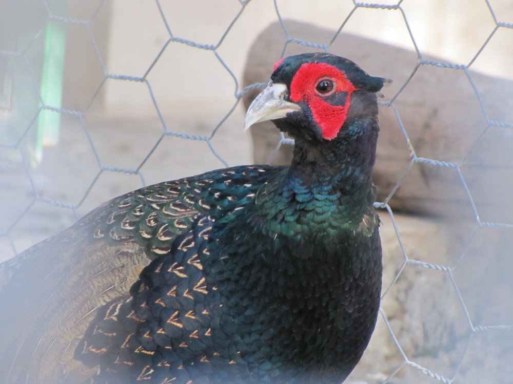Pheasant (tehran zoo)