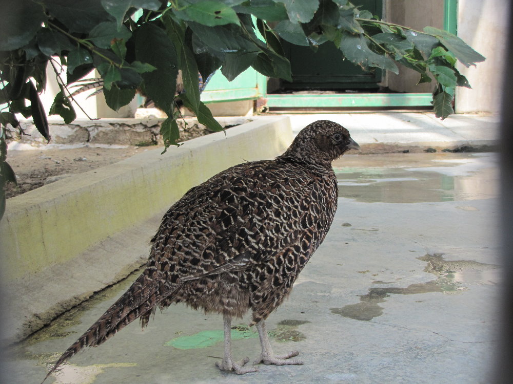 Pheasant (tehran zoo)