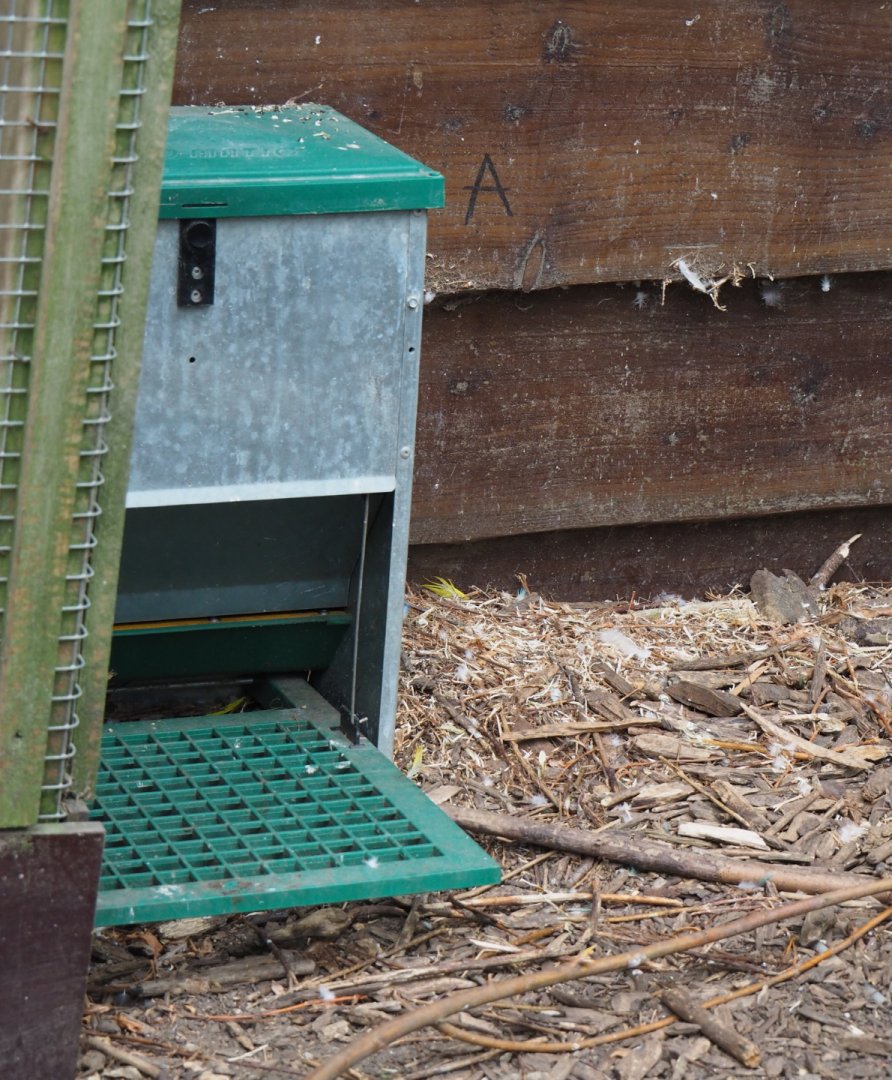 Pheasant treadle feeder, 2019-05-25