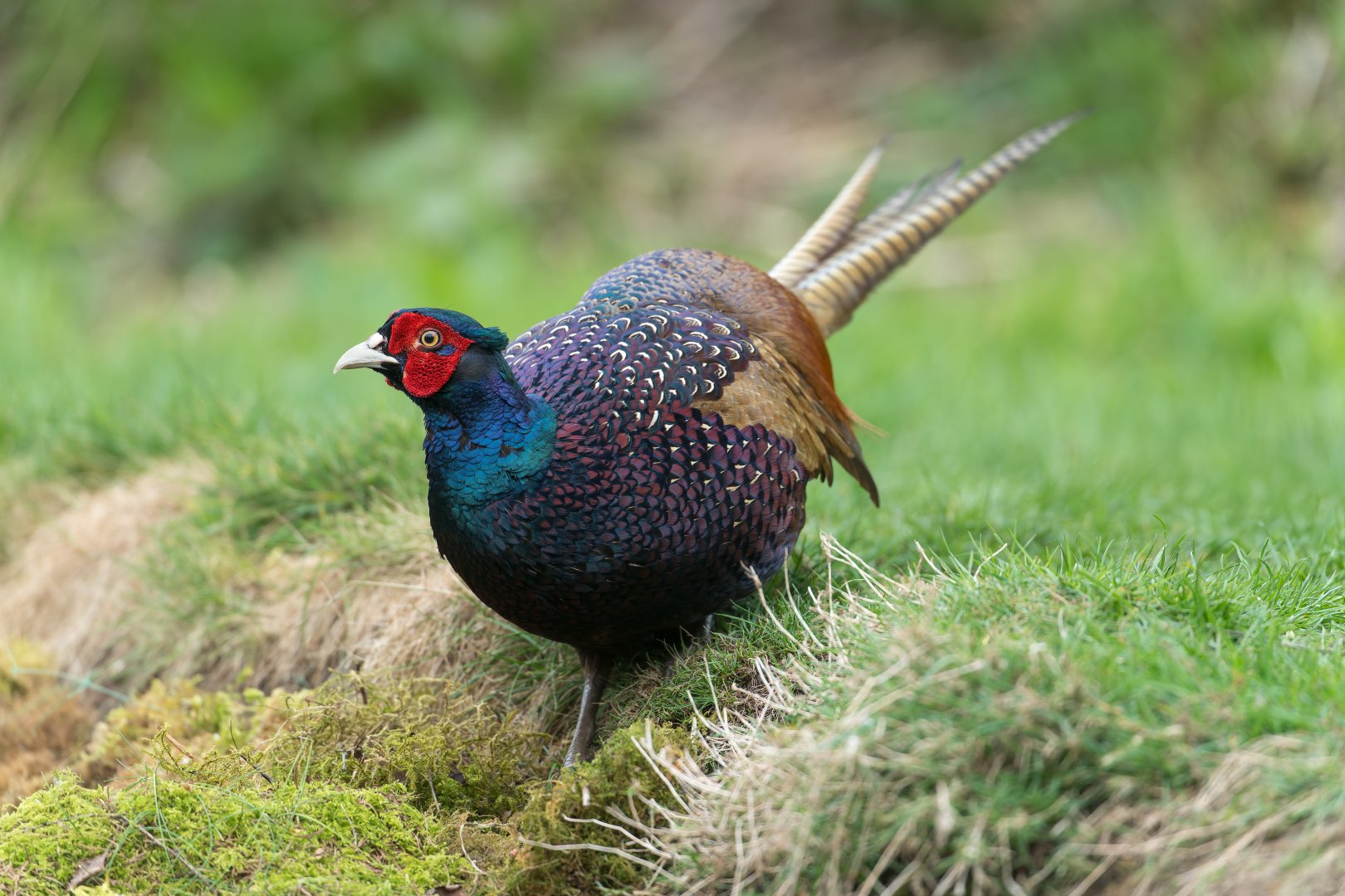 Pheasant (wild) UK