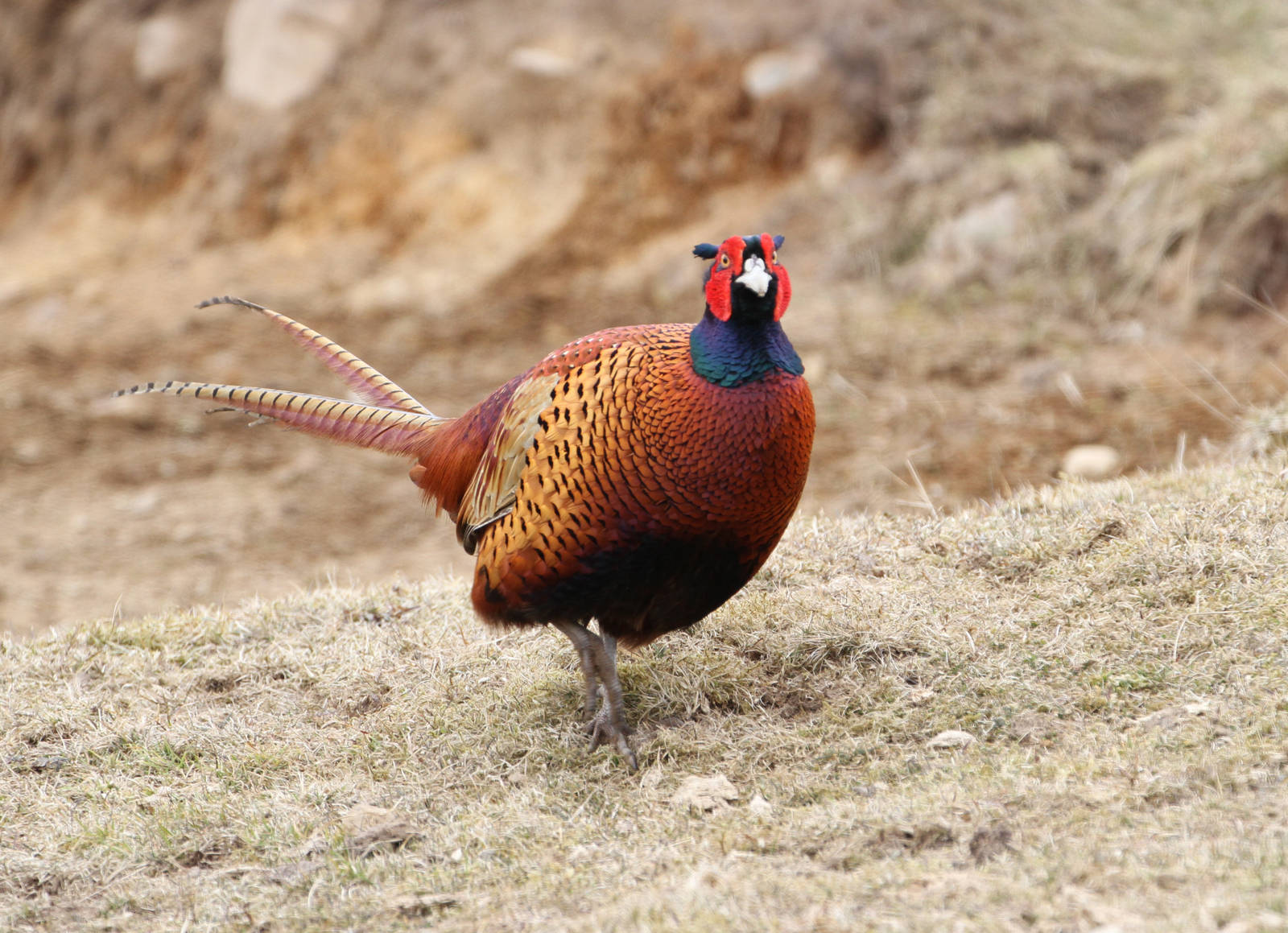 Pheasant