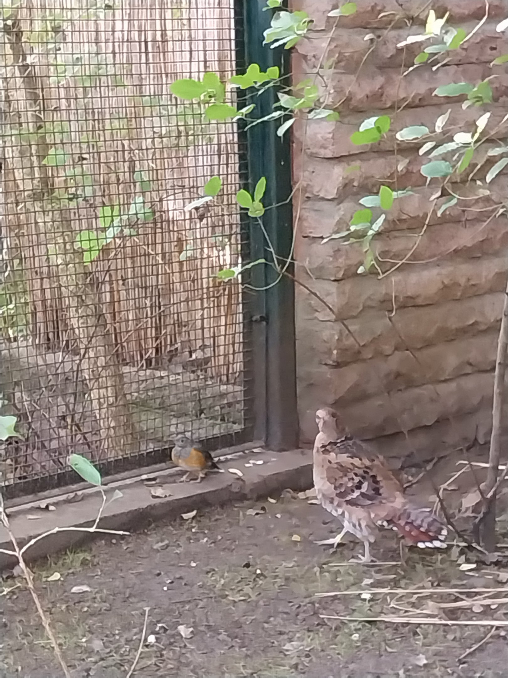 Pheasantry - Black-breasted Thrush (Turdus dissimilis) and Elliot's Pheasant (Syrmaticus ellioti)