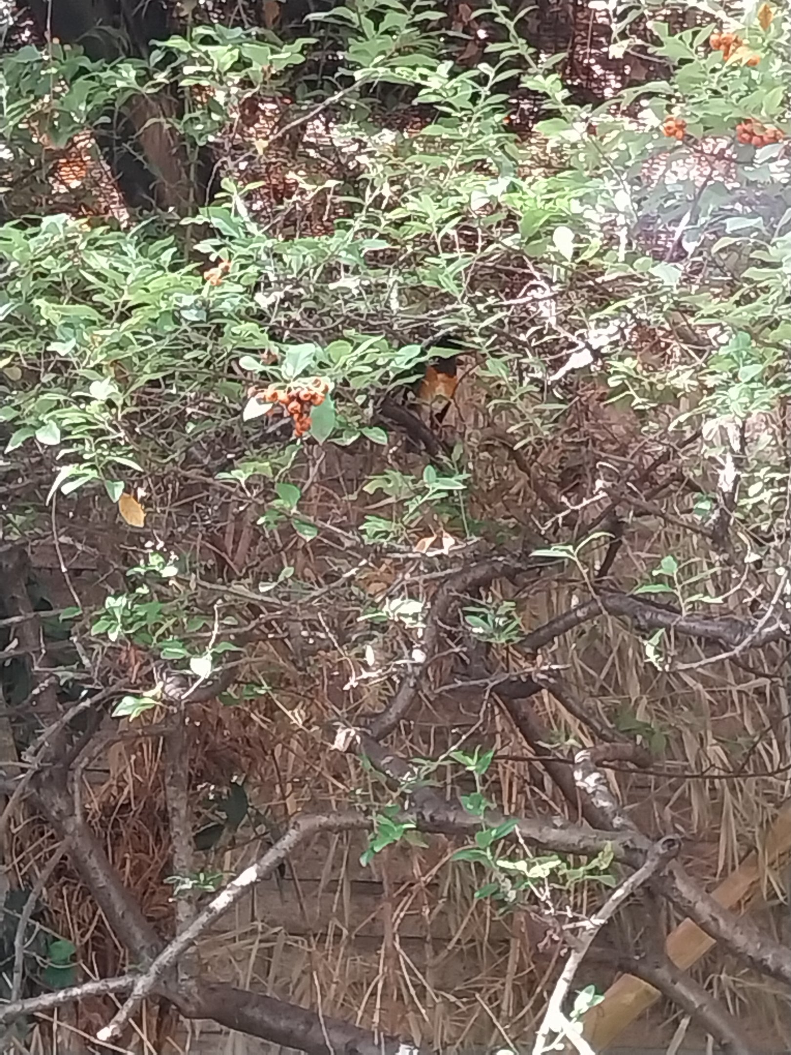 Pheasantry - Black-breasted Thrush (Turdus dissimilis)