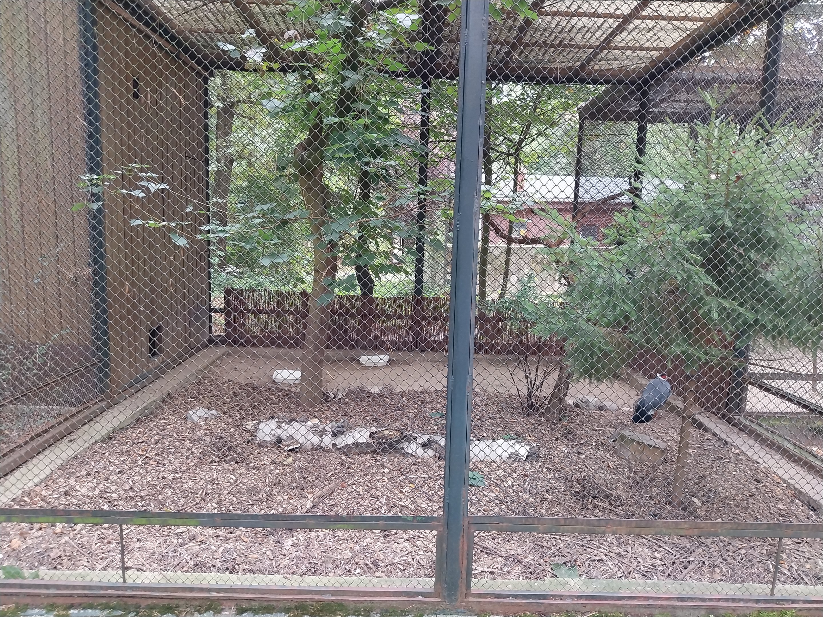 Pheasantry -  Blue eared-pheasant (Crossoptilon auritum) and Iberian Azure-winged Magpie (Cyanopica cooki)