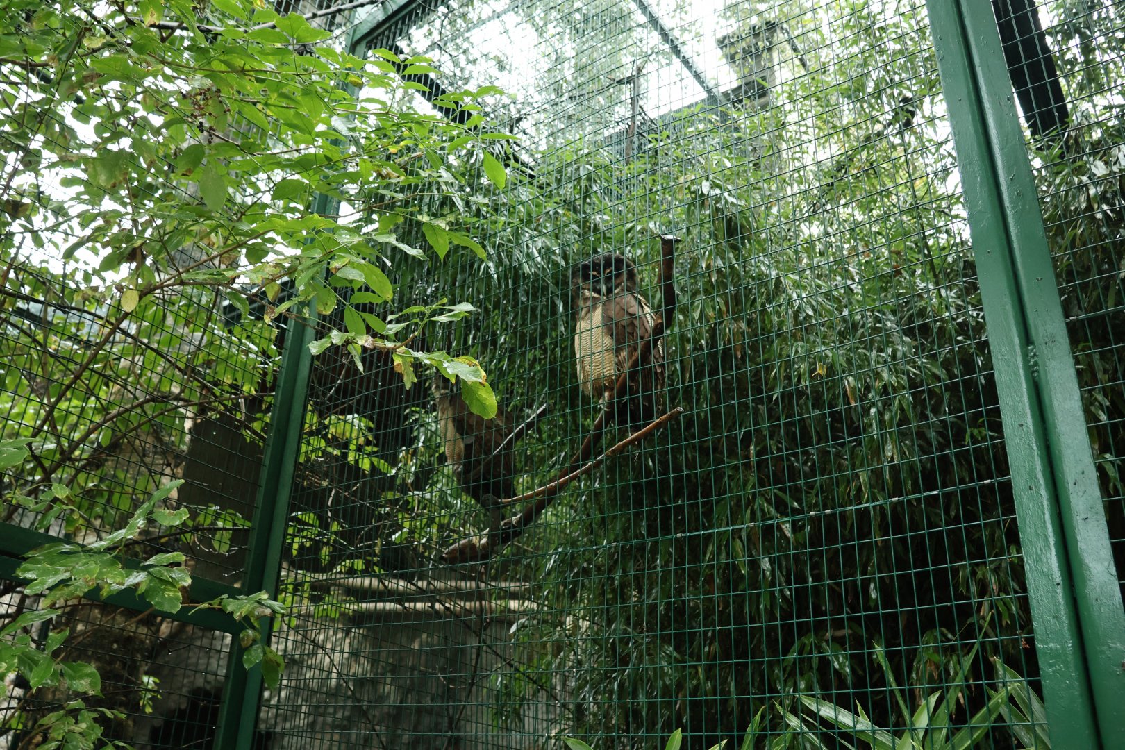 Pheasantry - Brown wood owl (Strix leptogrammica)