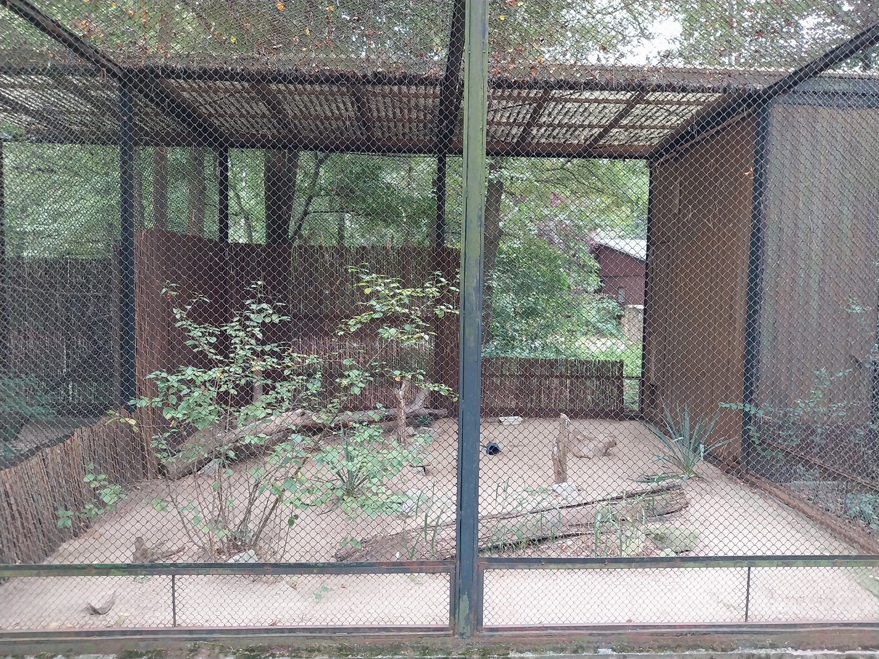 Pheasantry - Burrowing Owl (Athene cunicularia)