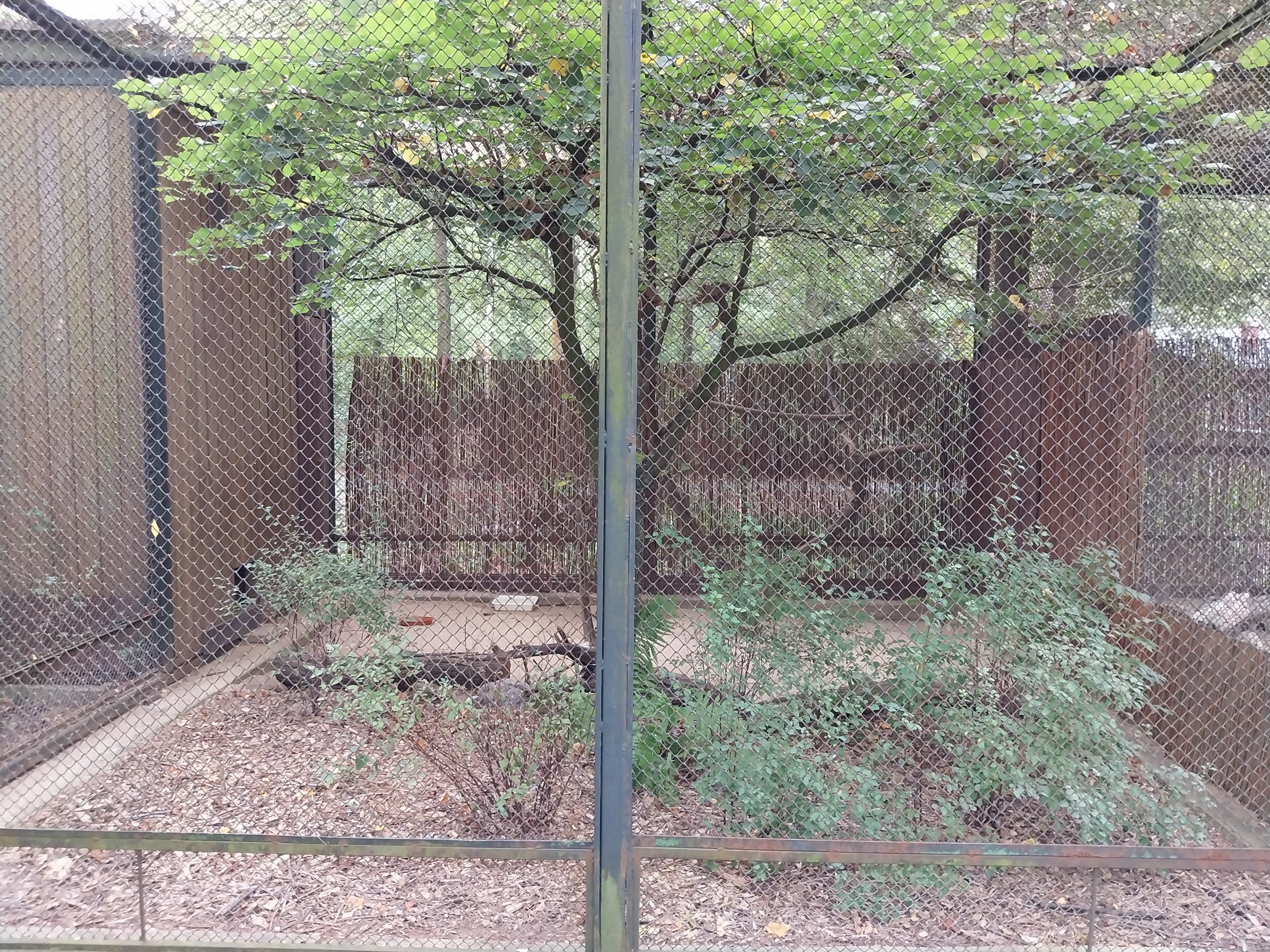 Pheasantry - Cabot's Tragopan (Tragopan caboti)