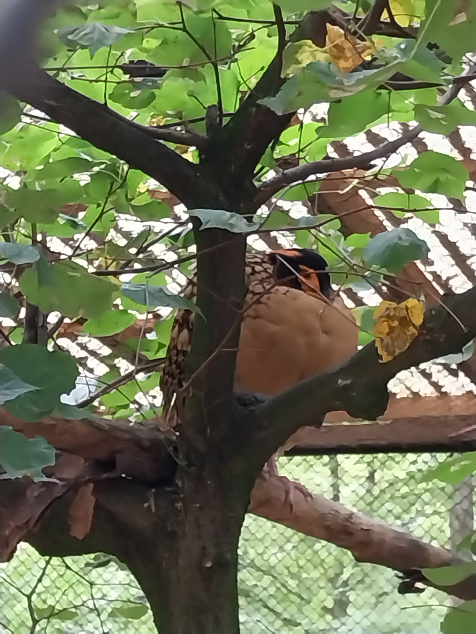 Pheasantry - Cabot's Tragopan (Tragopan caboti)