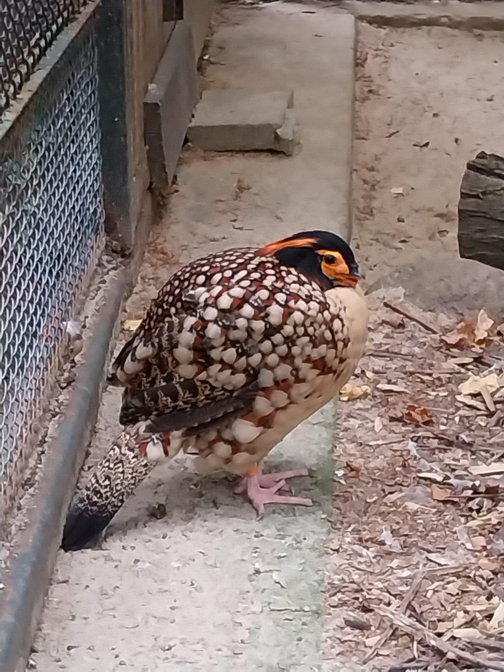Pheasantry - Cabot's Tragopan (Tragopan caboti)