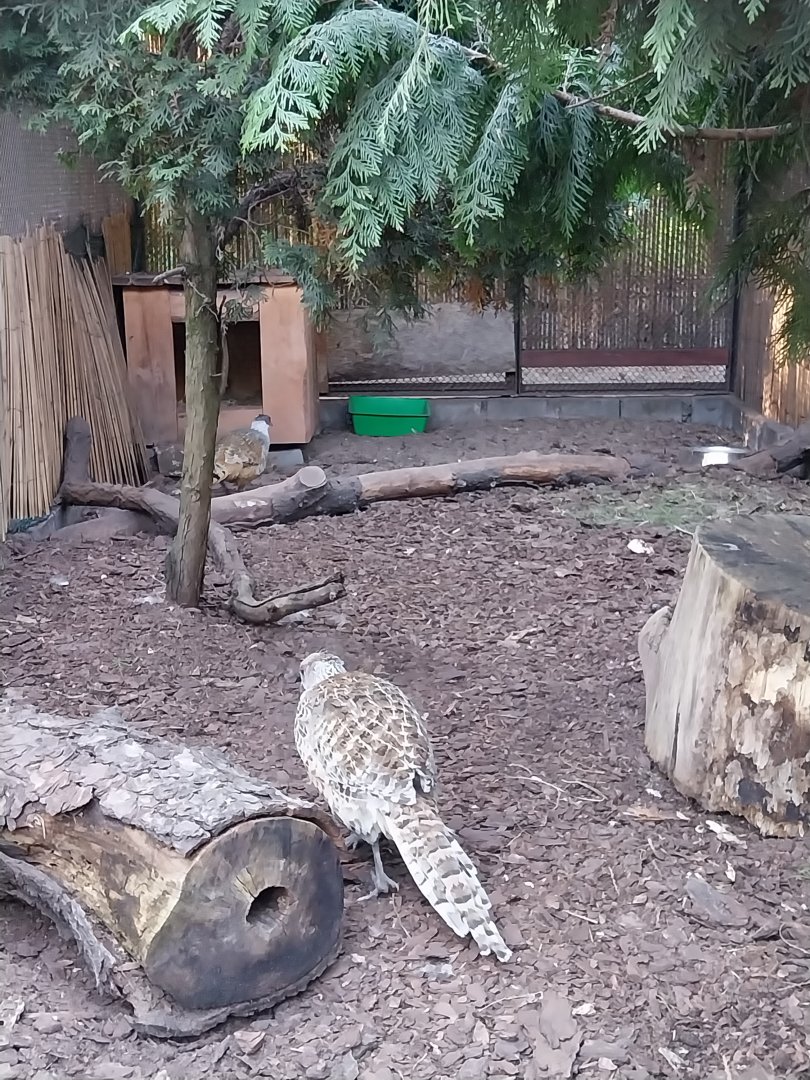 Pheasantry - Cheer Pheasant (Catreus wallichii)