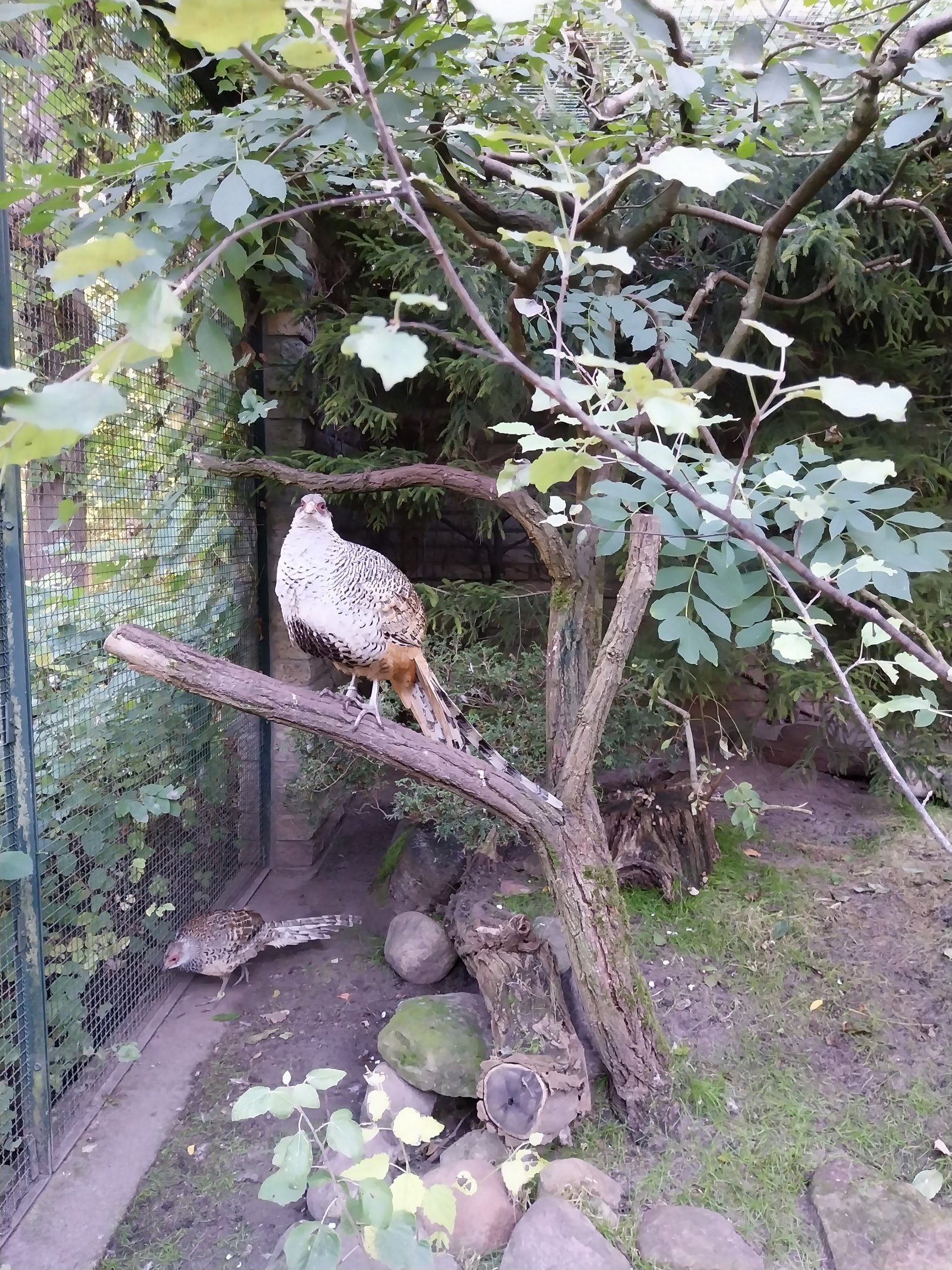 Pheasantry - Cheer Pheasant (Catreus wallichii)