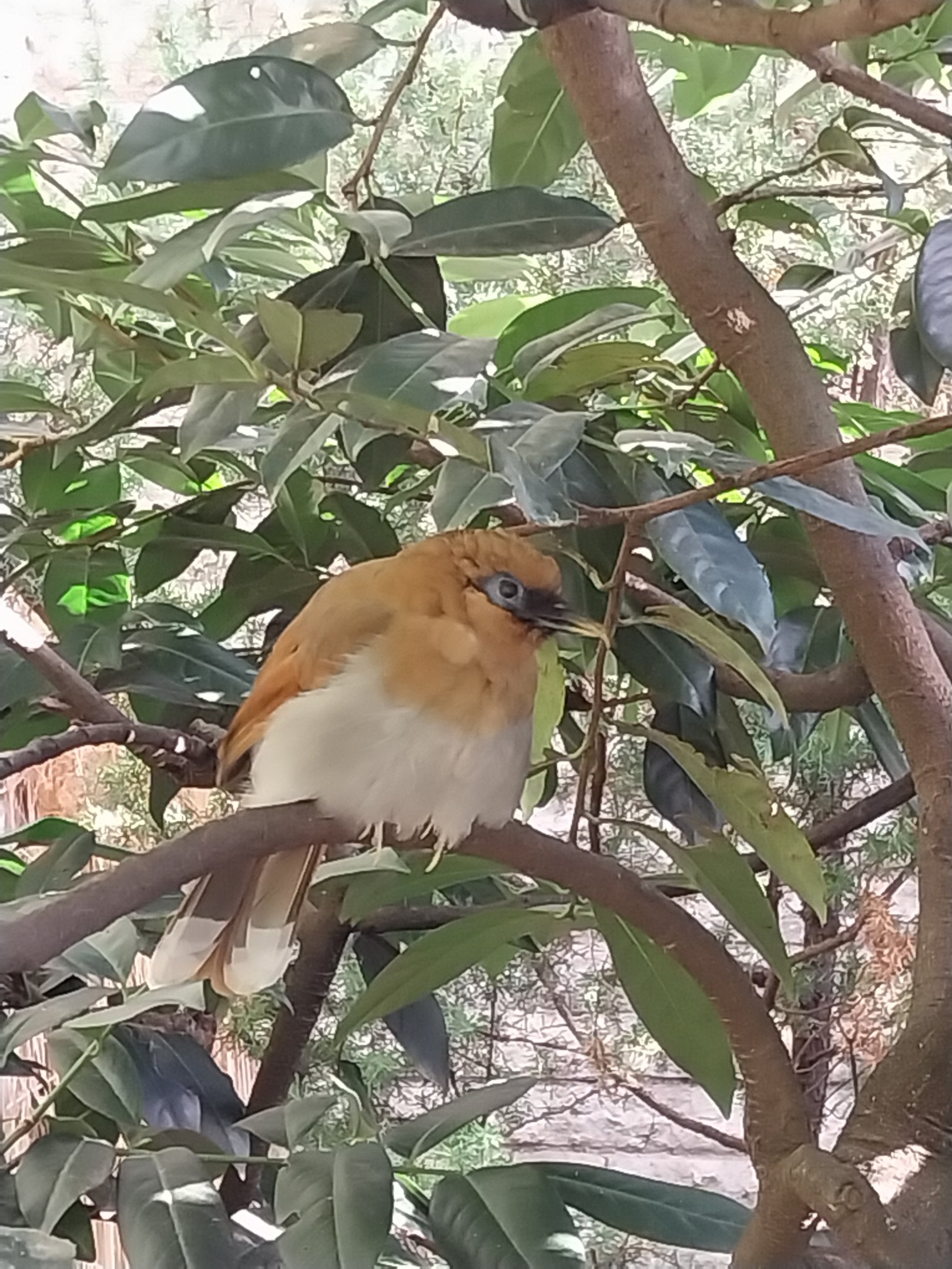 Pheasantry - Chestnut-winged Laughingthrush (Pterorhinus berthemyi)