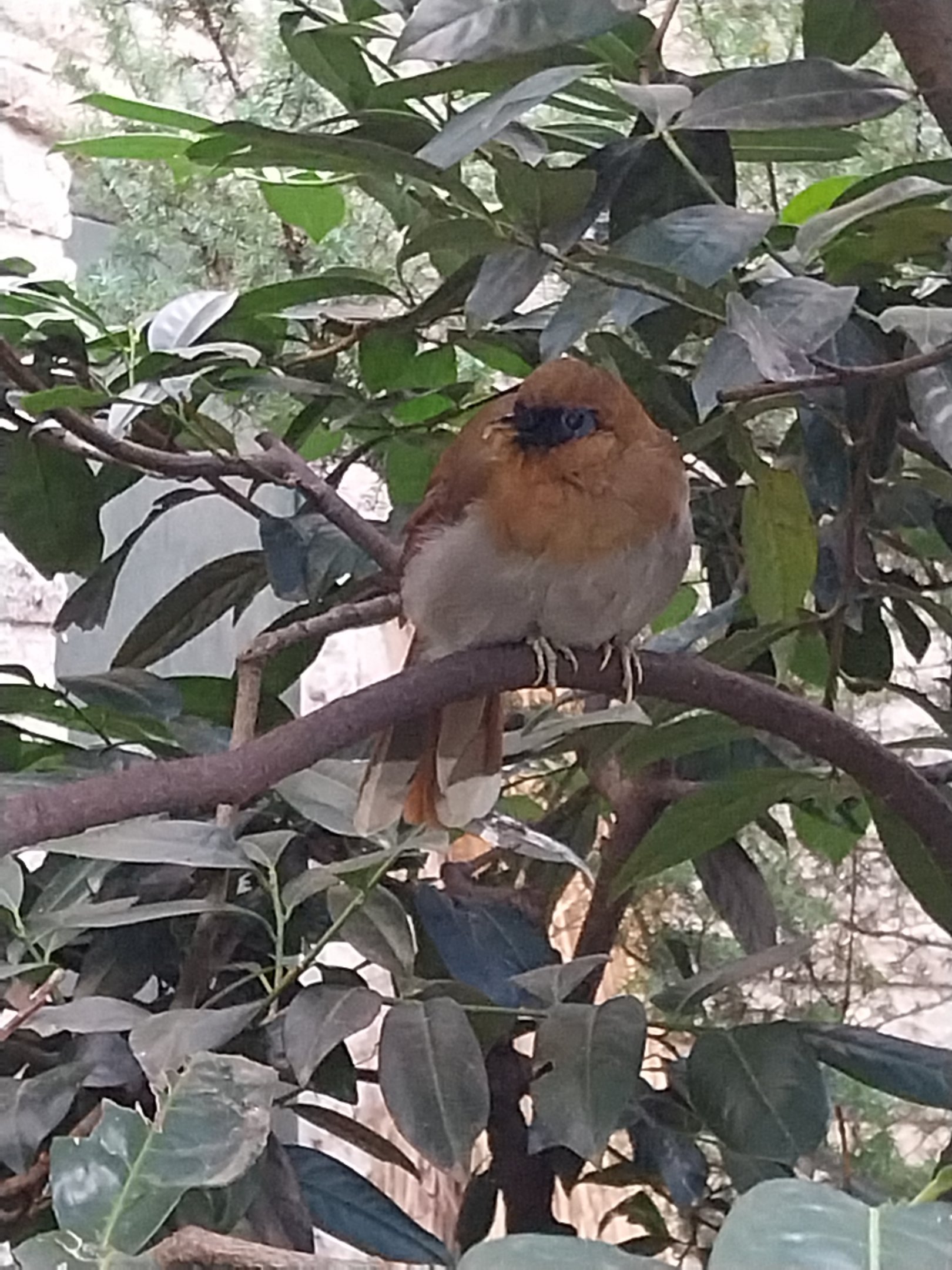 Pheasantry - Chestnut-winged Laughingthrush (Pterorhinus berthemyi)