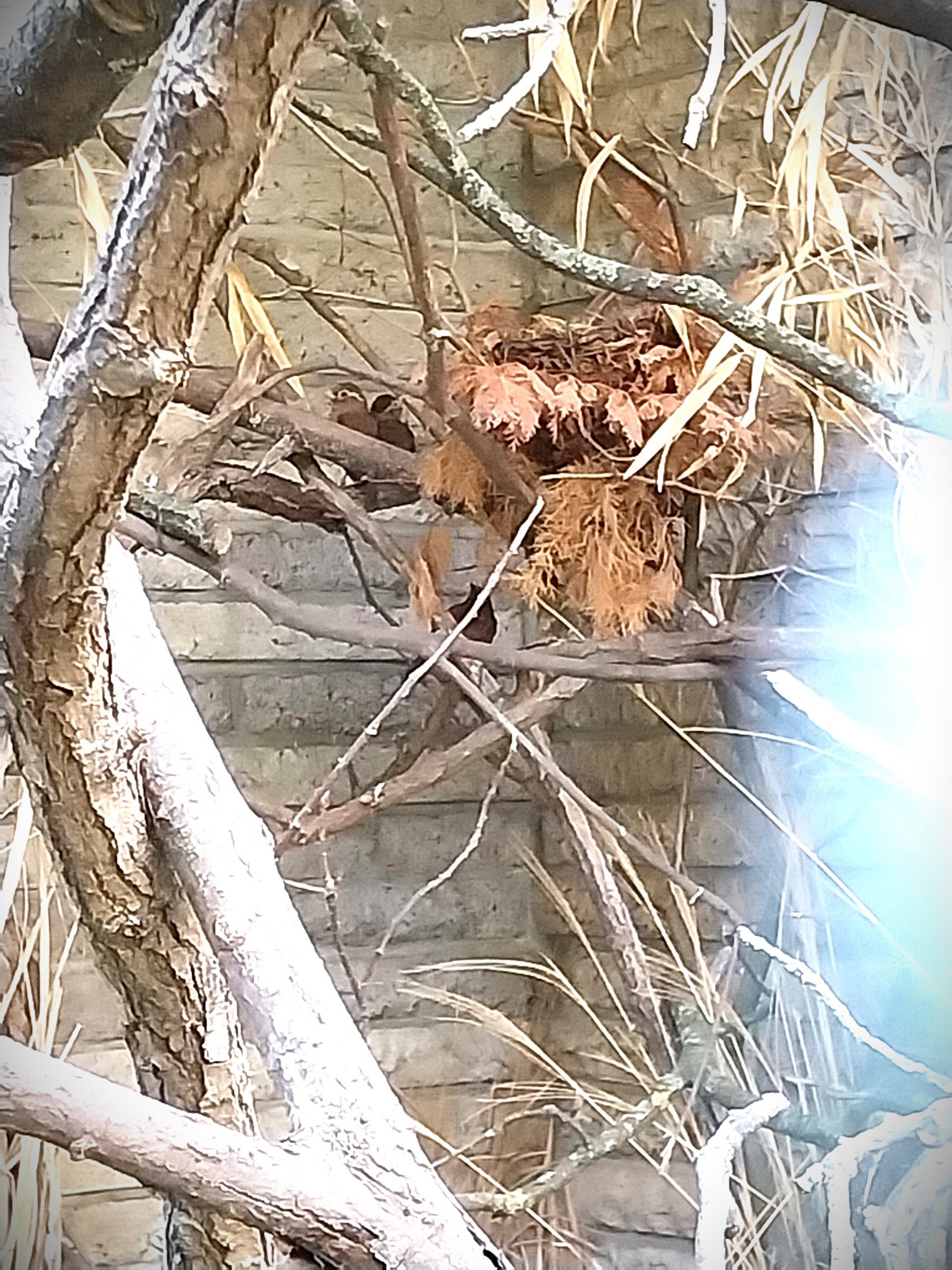 Pheasantry - Chinese Hwamei (Garrulax canorus)