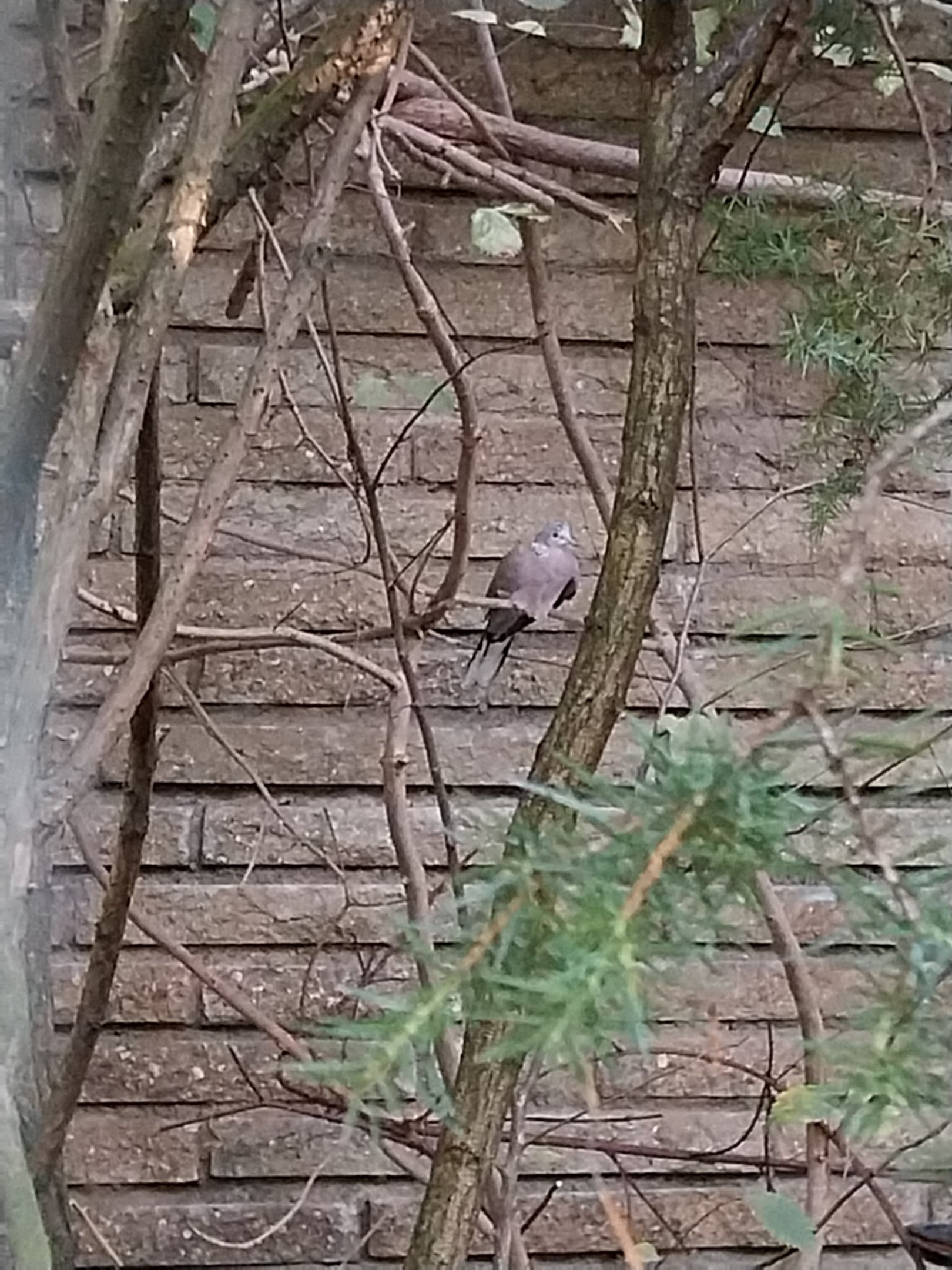 Pheasantry - Chinese Spotted Dove (Streptopelia chinensis chinensis)