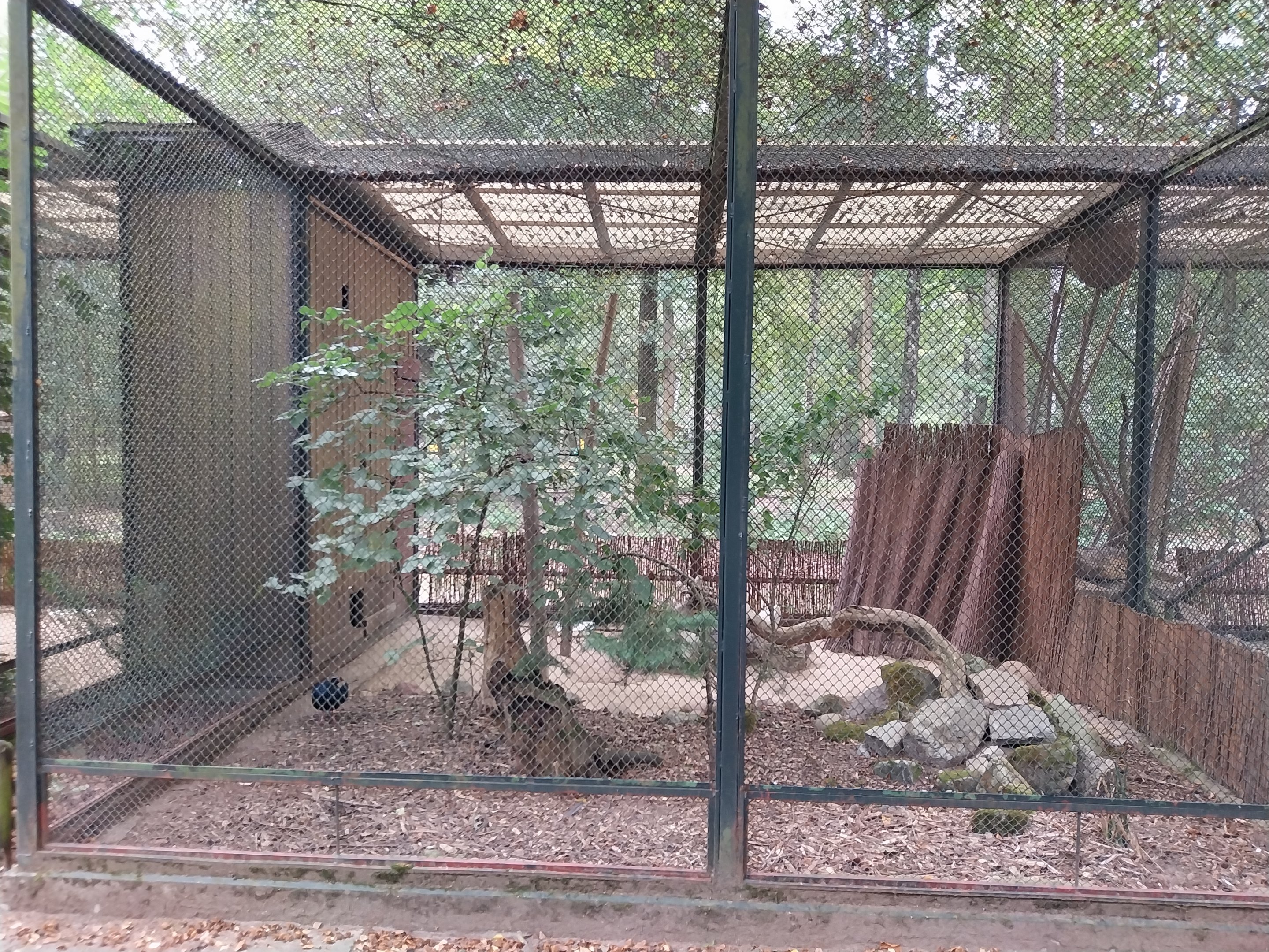 Pheasantry - Edwards's Pheasant (Lophura edwardsi)
