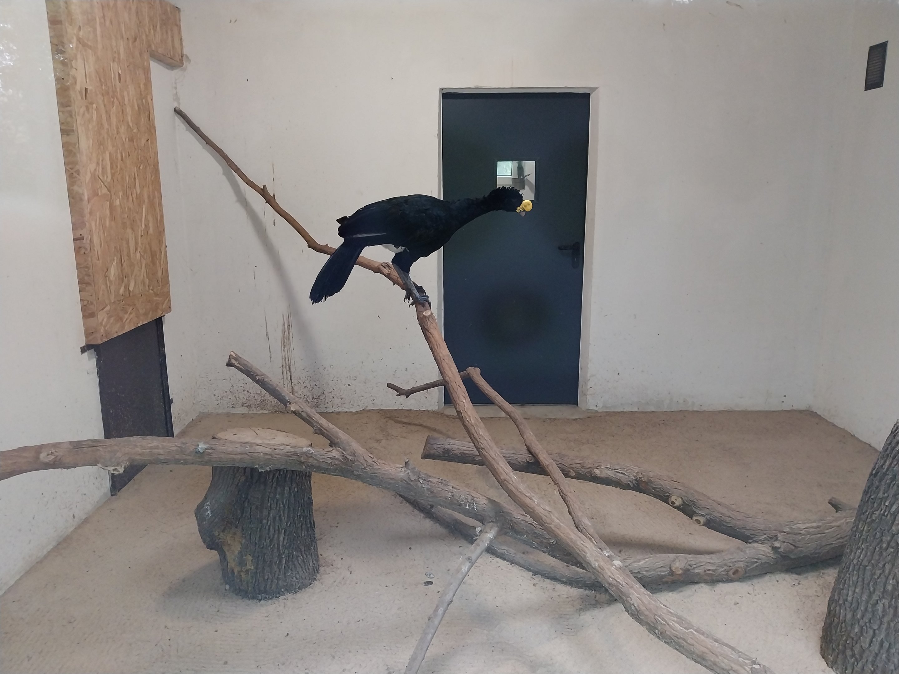 Pheasantry - Great Curassow (Crax rubra rubra)