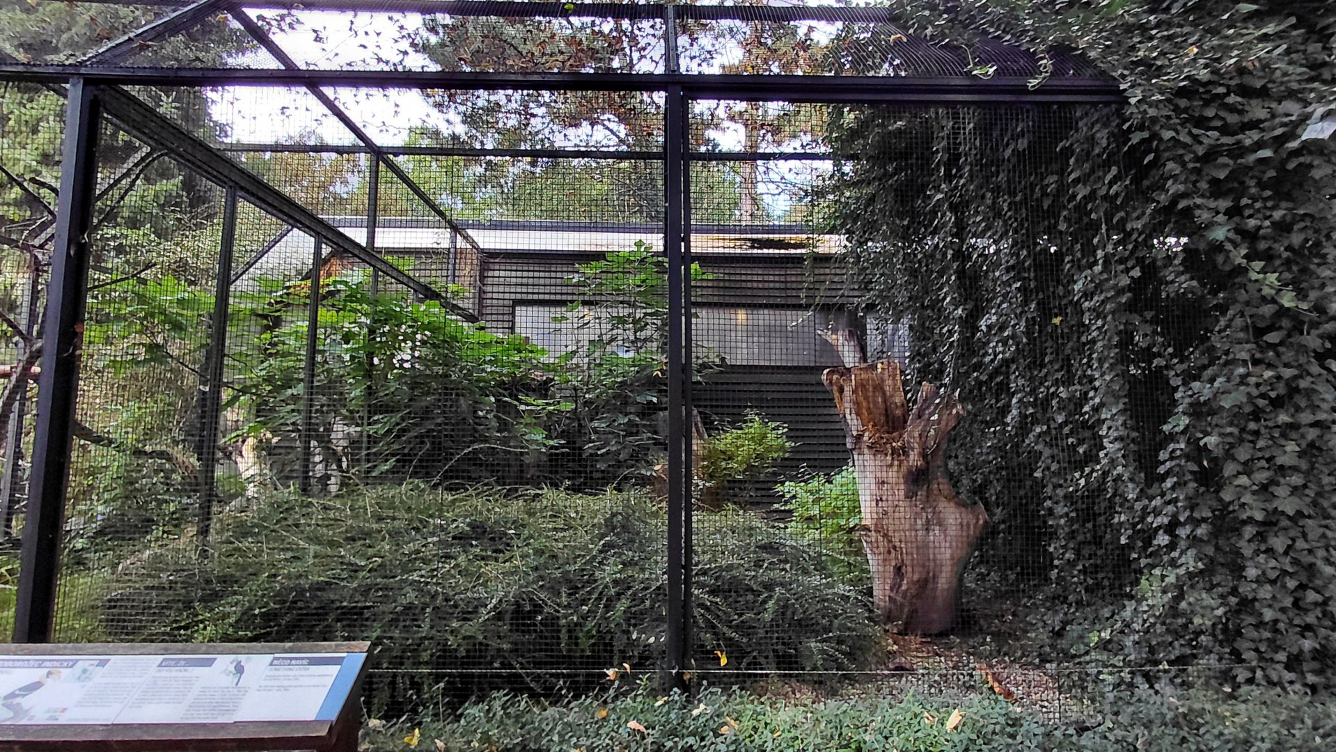 Pheasantry - Great hornbill exhibit